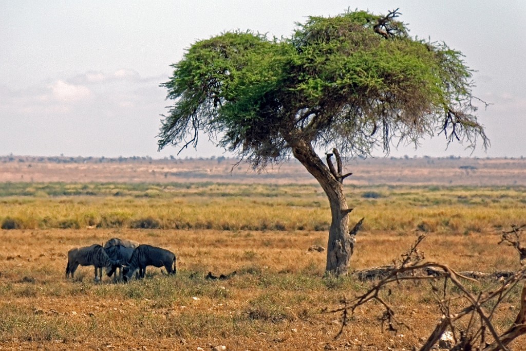 Kenia (134).jpg